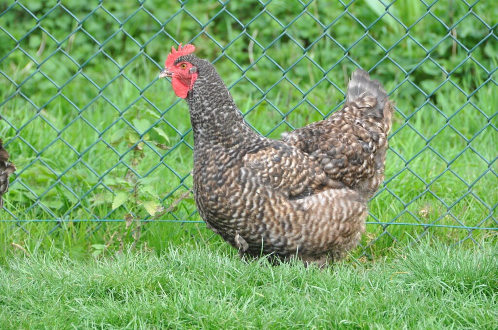 Poule Coucou (Coucou de Rennes)